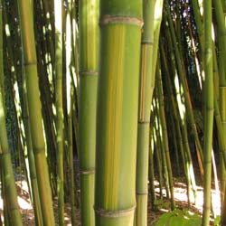 Bamb Phyllostachys b. C. inversa